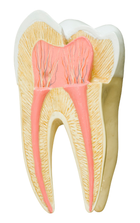 Rendering of a cross section of a molar in Annapolis, MD